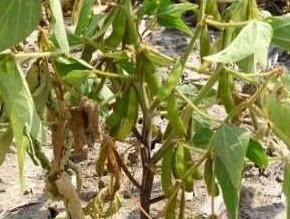 How To Separate Flooding Injury From Phytophthora Seedling And Stem Blight